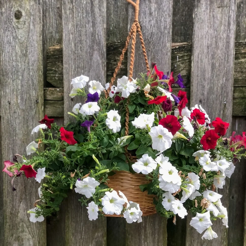 🧺 Vintage Hanging Basket Planter